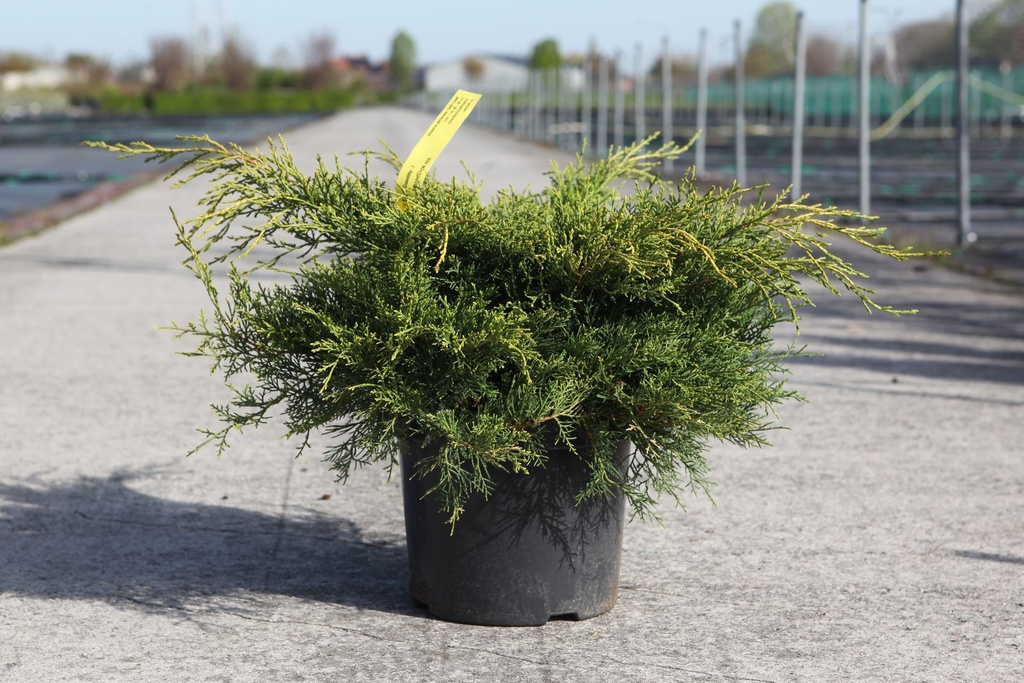 Juniperus pfitzeriana 'Gold Coast' cont. 7,5L 40-50 cm