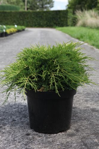 [P] Juniperus pfitzeriana 'Gold Coast' cont. 7,5L 40-50 cm
