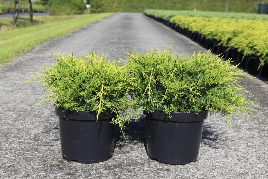 Juniperus pfitzeriana 'Gold Coast' cont. 7,5L 40-50 cm