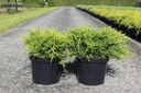 Juniperus pfitzeriana 'Gold Coast' cont. 7,5L 40-50 cm
