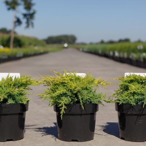 Juniperus pfitzeriana 'Goldkissen' cont. 3L 30/+ cm +ф