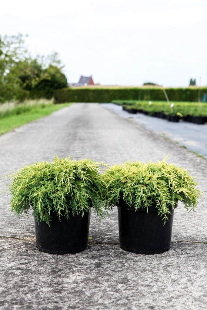 Juniperus pfitzeriana 'Goldkissen' cont. 3L 30/+ cm +B