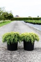 Juniperus pfitzeriana 'Goldkissen' cont. 3L 30/+ cm +B