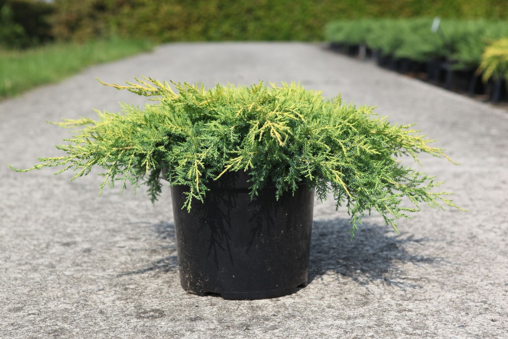Juniperus pfitzeriana 'Goldkissen' cont. 7,5L 40-50 cm
