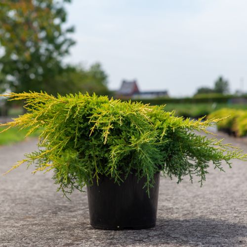 [P] Juniperus pfitzeriana 'Goldkissen' cont. 7,5L 40-50 cm