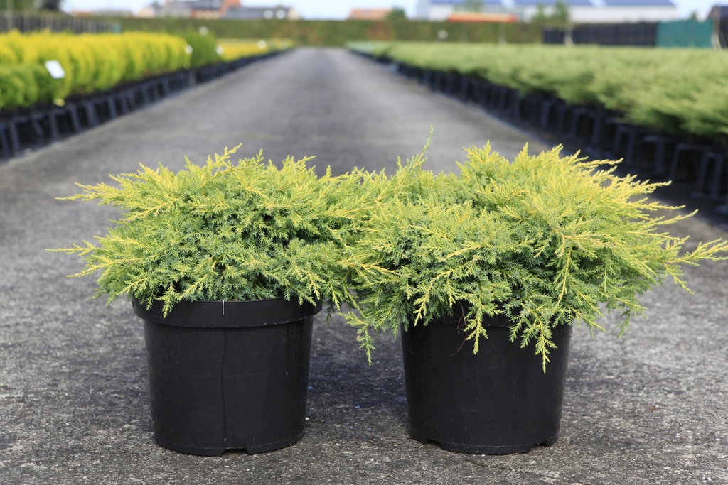 Juniperus pfitzeriana 'Goldkissen' cont. 7,5L 40-50 cm
