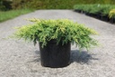 Juniperus pfitzeriana 'Goldkissen' cont. 7,5L 40-50 cm
