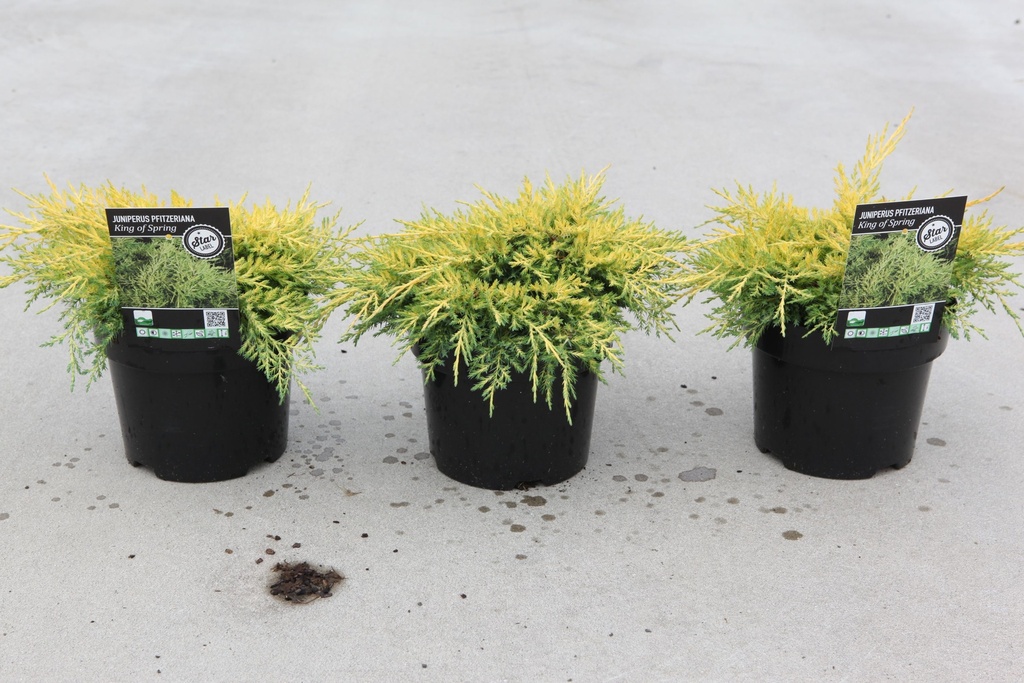 Juniperus pfitzeriana 'King of Spring' cont. 3L 30/+ cm +ф