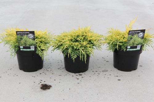 [P] Juniperus pfitzeriana 'King of Spring' cont. 3L 30/+ cm +p