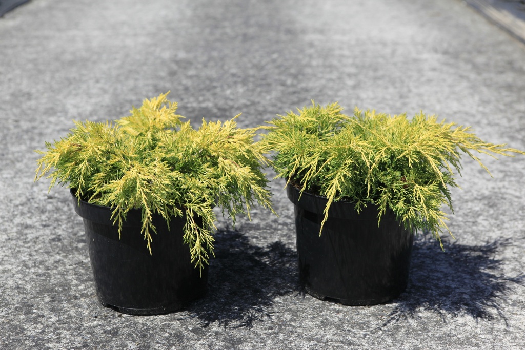 [P] Juniperus pfitzeriana 'King of Spring' Kont. 7,5L 40-50 cm