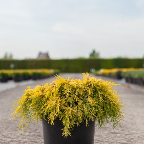 [P] Juniperus pfitzeriana 'King of Spring' cont. 7,5L 40-50 cm