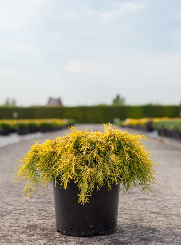Juniperus pfitzeriana 'King of Spring' cont. 7,5L 40-50 cm