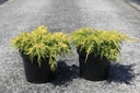 Juniperus pfitzeriana 'King of Spring' Kont. 7,5L 40-50 cm