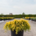 Juniperus pfitzeriana 'King of Spring' cont. 7,5L 40-50 cm