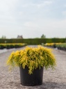 Juniperus pfitzeriana 'King of Spring' cont. 7,5L 40-50 cm