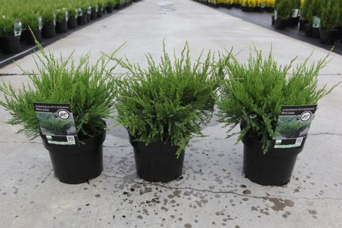 Juniperus pfitzeriana 'Mint Julep' cont. 3L 30/+ cm +B