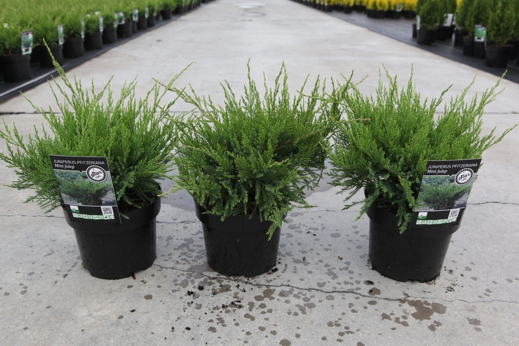 Juniperus pfitzeriana 'Mint Julep' cont. 3L 30/+ cm +p