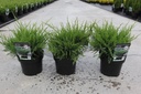 Juniperus pfitzeriana 'Mint Julep' cont. 3L 30/+ cm +B
