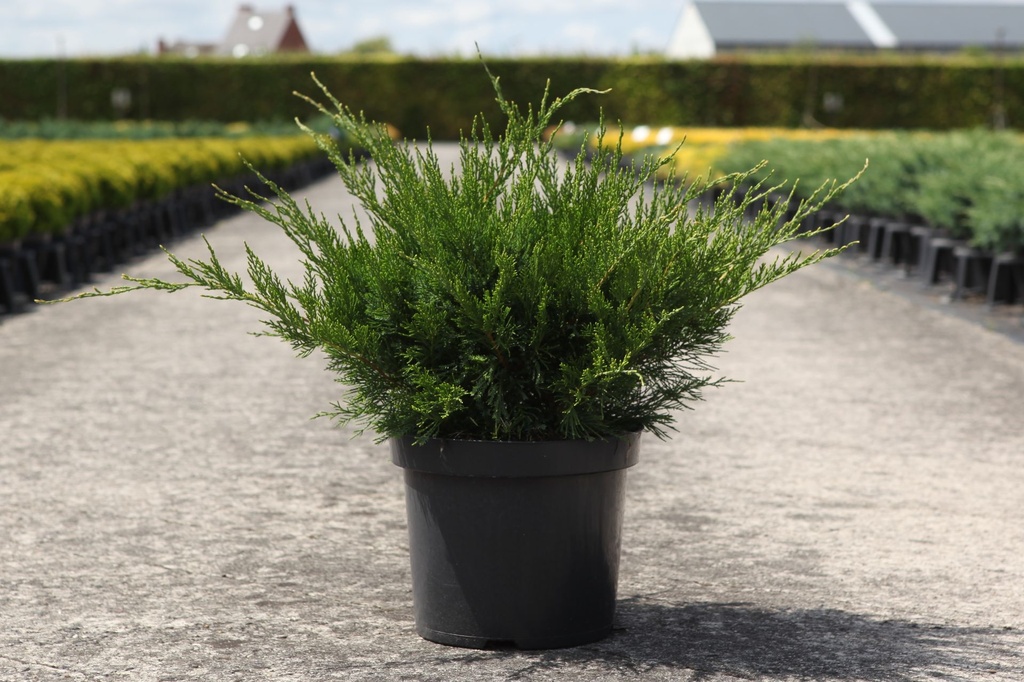 Juniperus pfitzeriana 'Mint Julep' cont. 7,5L 40-50 cm
