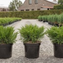 Juniperus pfitzeriana 'Mint Julep' cont. 7,5L 40-50 cm