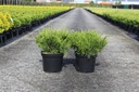 Juniperus pfitzeriana 'Mint Julep' cont. 7,5L 40-50 cm