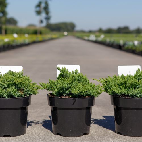 Juniperus procumbens 'Nana' cont. 3L 25-30 cm +ф