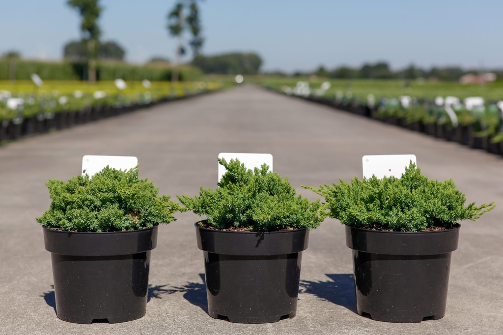 [P] Juniperus procumbens 'Nana' cont. 3L 25-30 cm +p
