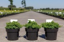 Juniperus procumbens 'Nana' cont. 3L 25-30 cm +p