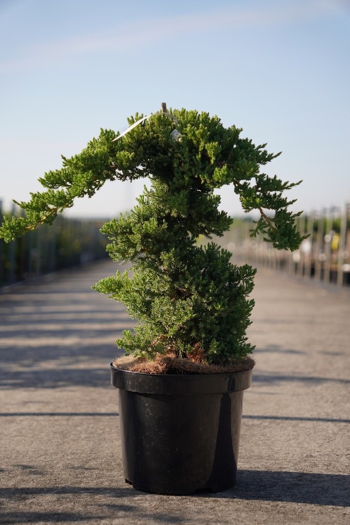 Juniperus procumbens 'Nana' cont. 7,5L 70/+ cm пирамида