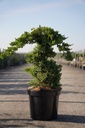 Juniperus procumbens 'Nana' cont. 7,5L 70/+ cm пирамида