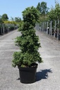Juniperus procumbens 'Nana' cont. 7,5L 70/+ cm pyramid