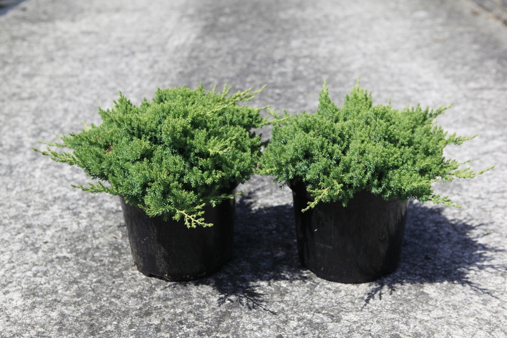Juniperus procumbens 'Nana' Kont. 7,5L 40/+ cm