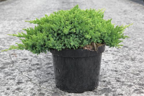 [P] Juniperus procumbens 'Nana' cont. 7,5L 40/+ cm