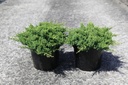 Juniperus procumbens 'Nana' Kont. 7,5L 40/+ cm