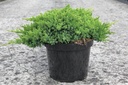 Juniperus procumbens 'Nana' cont. 7,5L 40/+ cm