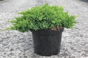 Juniperus procumbens 'Nana' cont. 7,5L 40/+ cm