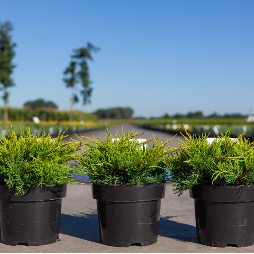 Juniperus pfitzeriana 'Old Gold' cont. 3L 30/+ cm +p
