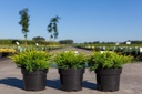 Juniperus pfitzeriana 'Old Gold' cont. 3L 30/+ cm +p