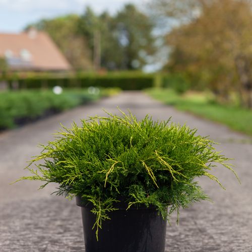 [P] Juniperus pfitzeriana 'Old Gold' cont. 7,5L 40-50 cm