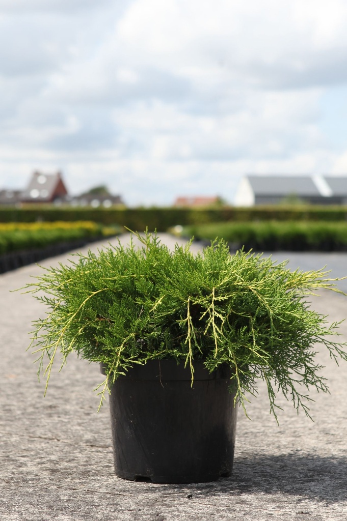 Juniperus pfitzeriana 'Old Gold' cont. 7,5L 40-50 cm