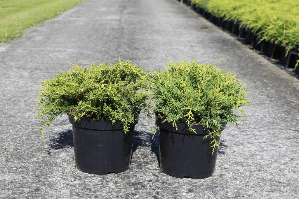 Juniperus pfitzeriana 'Old Gold' cont. 7,5L 40-50 cm