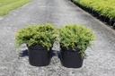 Juniperus pfitzeriana 'Old Gold' Kont. 7,5L 40-50 cm