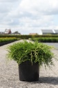 Juniperus pfitzeriana 'Old Gold' cont. 7,5L 40-50 cm