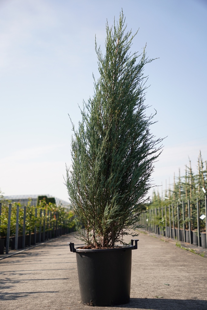 Juniperus scopulorum 'Blue Arrow' cont. 30L 175/+ cm