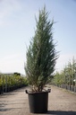 Juniperus scopulorum 'Blue Arrow' cont. 30L 175/+ cm