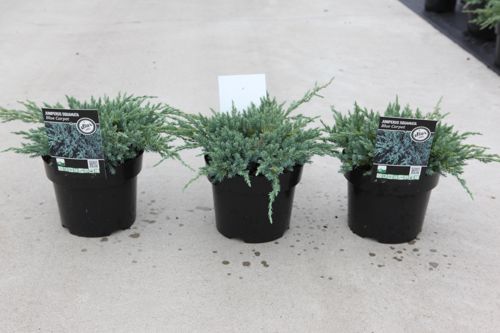 [P] Juniperus squamata 'Blue Carpet' cont. 3L 30/+ cm +ф