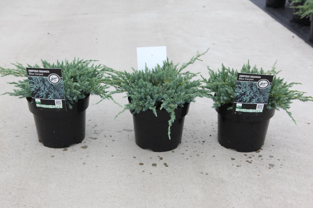 Juniperus squamata 'Blue Carpet' cont. 3L 30/+ cm +ф