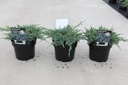 Juniperus squamata 'Blue Carpet' cont. 3L 30/+ cm +ф
