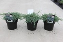 Juniperus squamata 'Blue Carpet' cont. 3L 30/+ cm +p