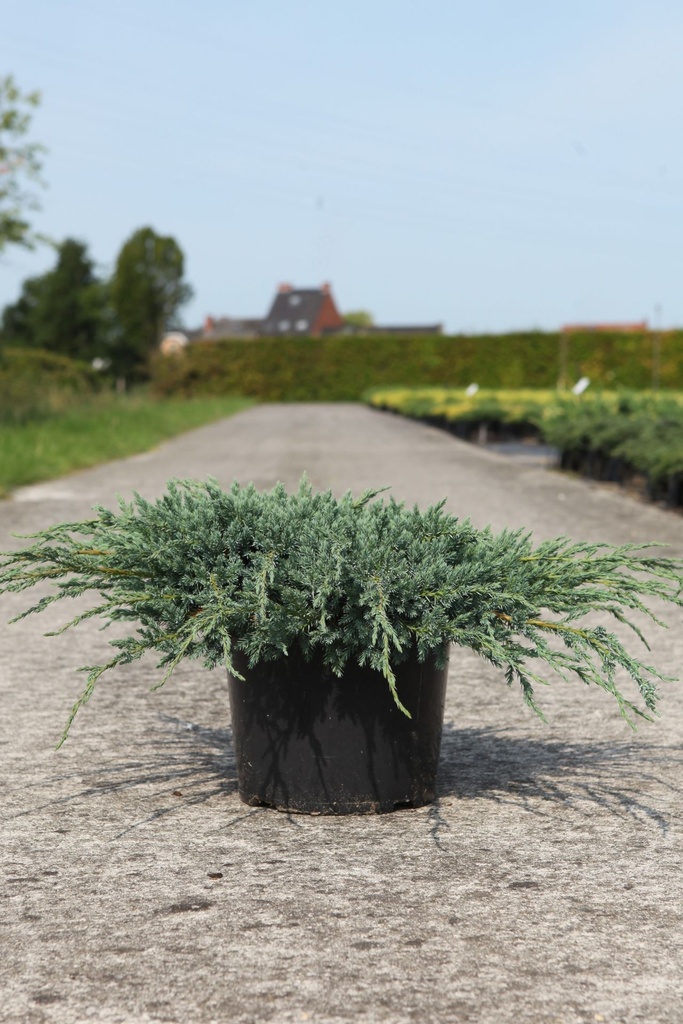 Juniperus squamata 'Blue Carpet' cont. 7,5L 40-50 cm